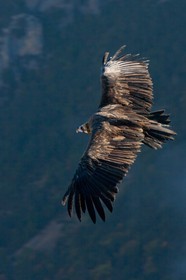 Vautour fauve, Gyps fulvus