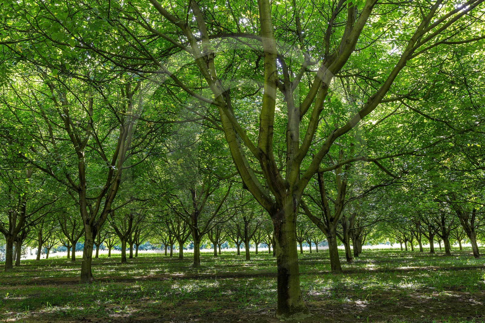 ENS de l'Isère, Boucle des Moïles