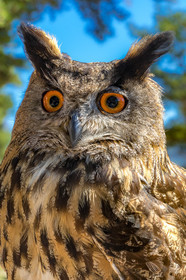 Parc animalier de Serre-Ponçon, Hibou grand-duc, Bubo bubo