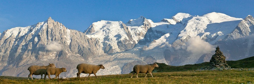 Réserve naturelle de Carlaveyron, troupeau de mouton au col de Bellachat et le Mont-Blanc