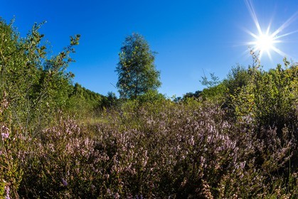 ENS de l'Isère, Tourbière des Planchettes