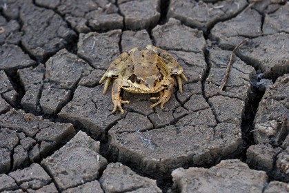Vallon du Laverq, lac et tourbière Les Eaux-Tortes , grenouille rousse , Rana temporaria