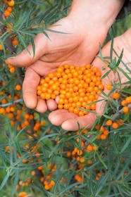 David Viveau agriculteur, producteur de baies d'argousier
