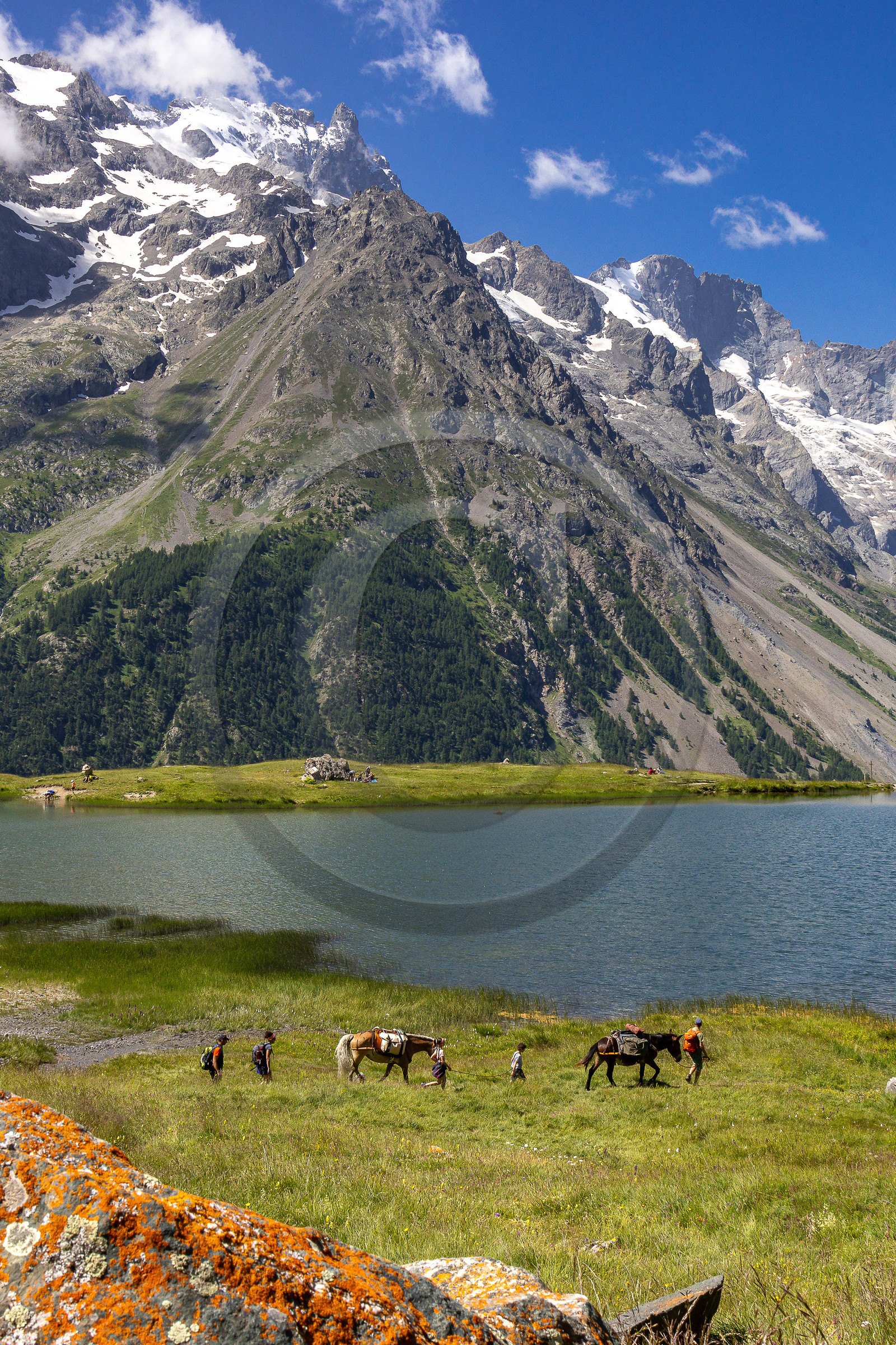 Trek famille avec animaux de bats