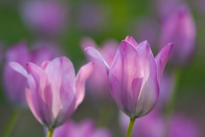 Tulipe de Guillestre, Tulipa platystigma
