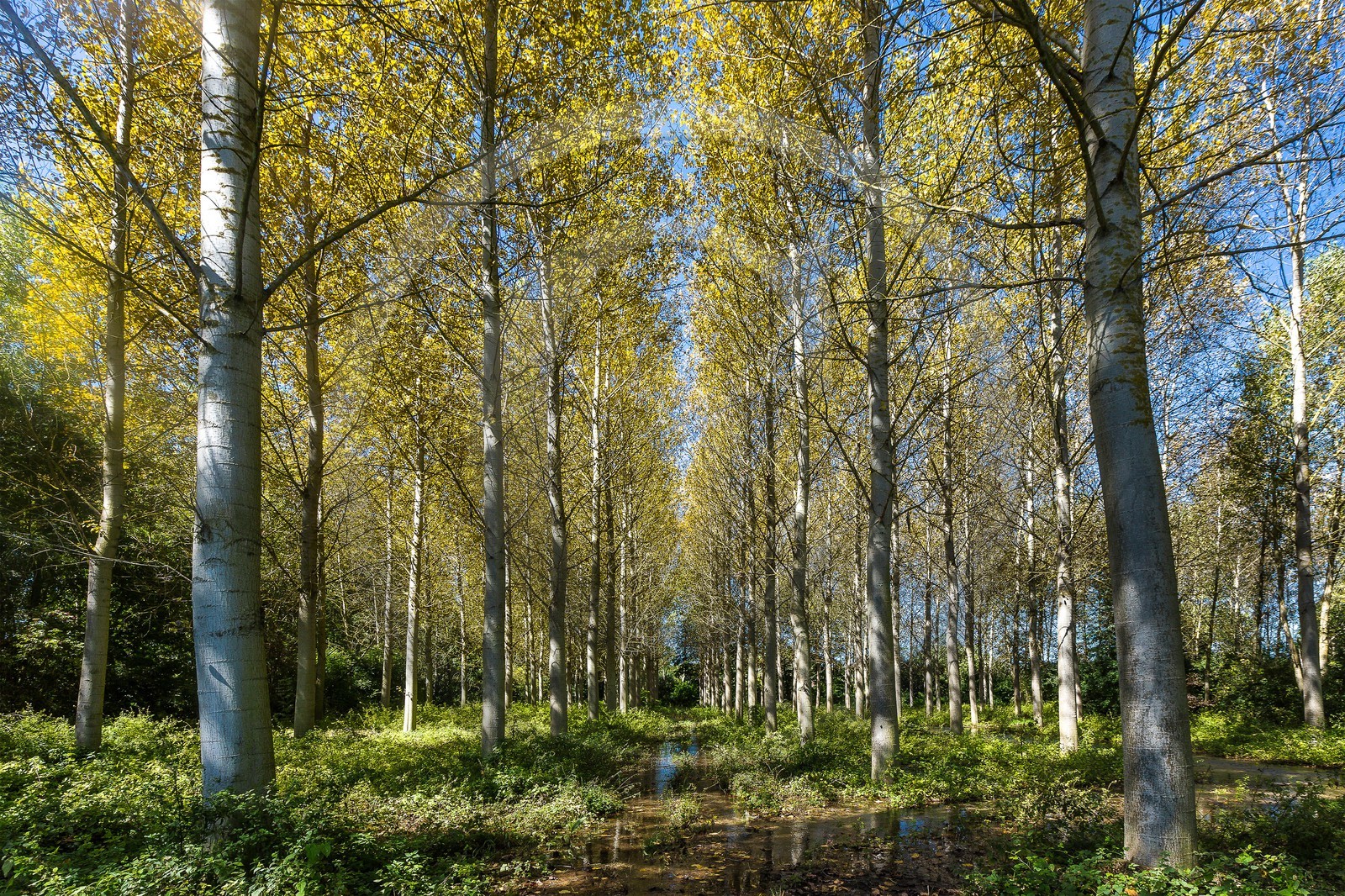 ENS de l'Isère, Les Fontaines de Beaufort