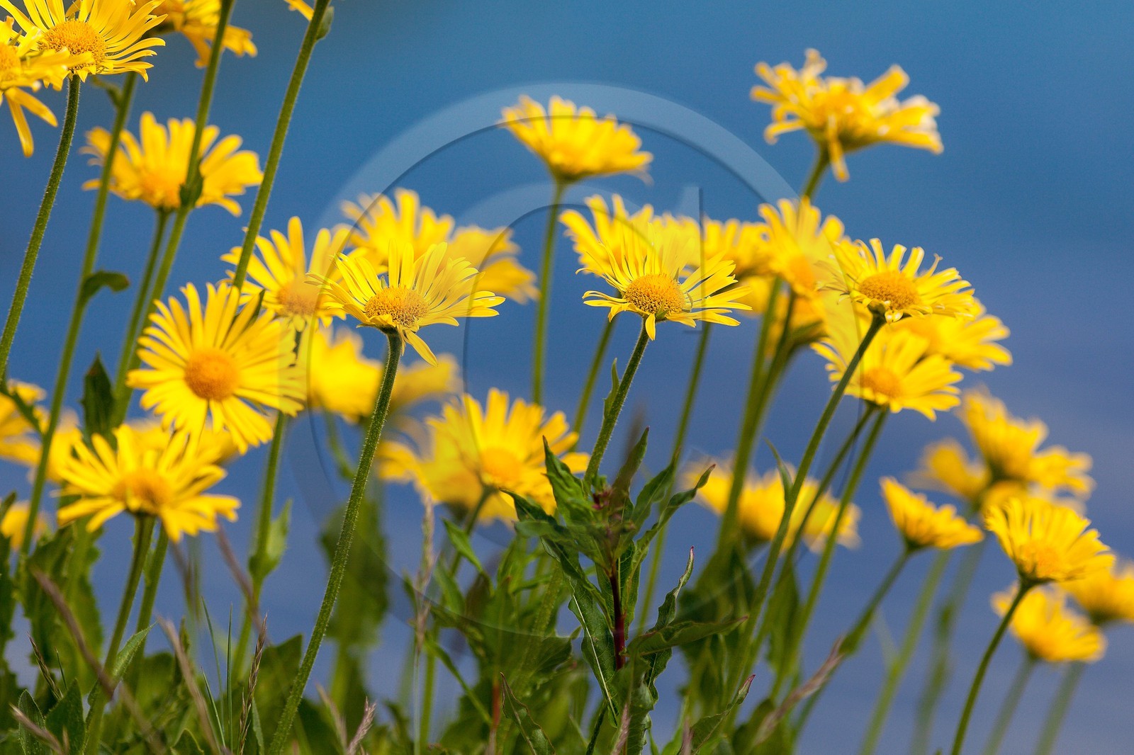 Doronic à grandes fleurs, Doronicum grandiflorum