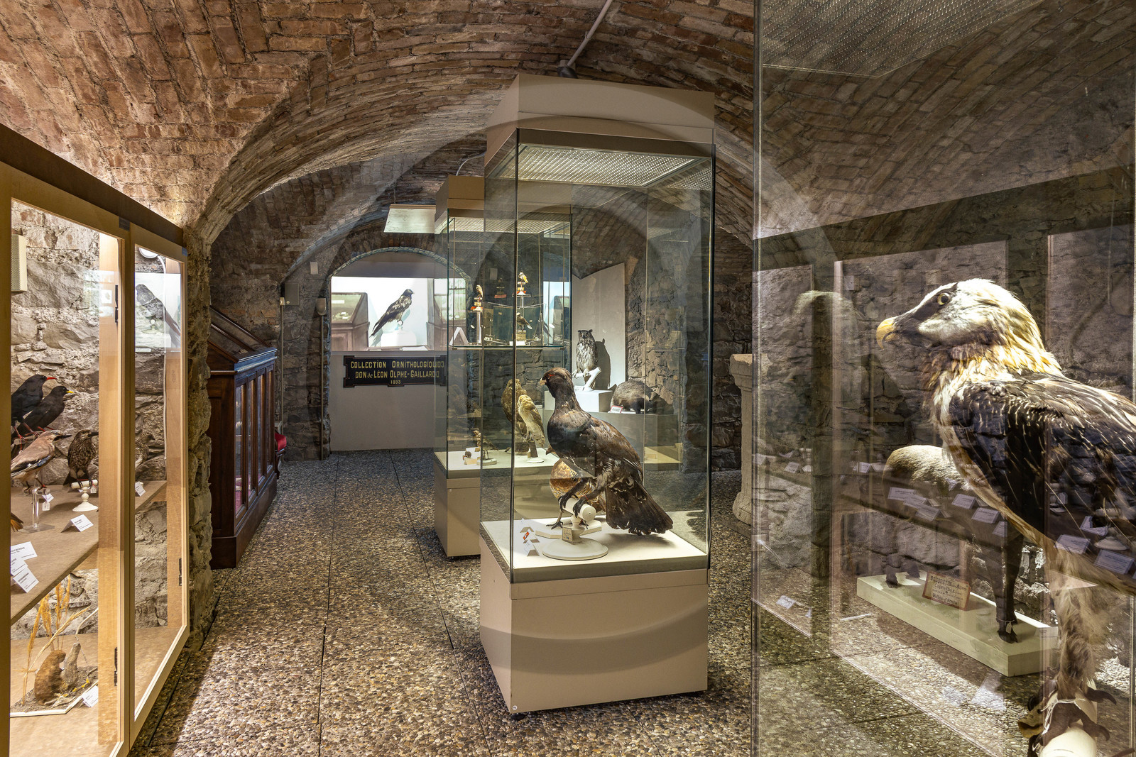 Musée Muséum départemental des Hautes-Alpes, collections d’animaux naturalisés