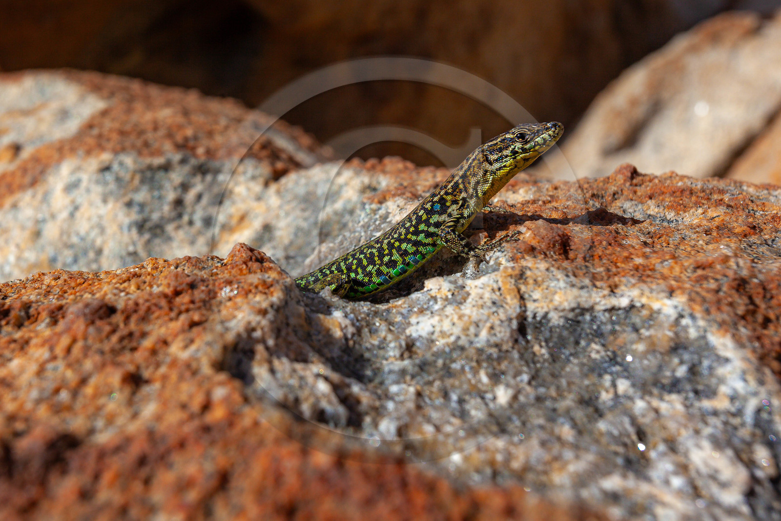 Belvédère-Campomoro, lézard