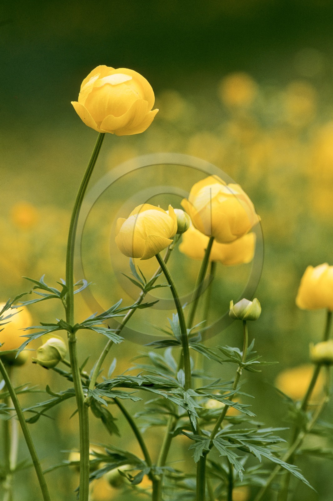Trolle d'Europe, Trollius europaeus