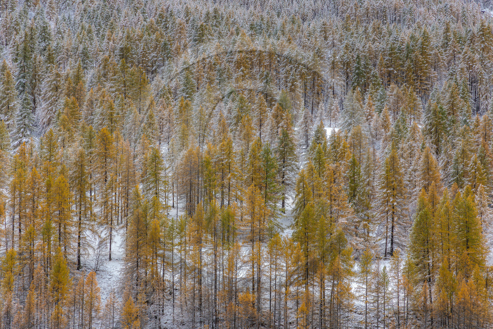 Mélèze d'Europe, Larix decidua