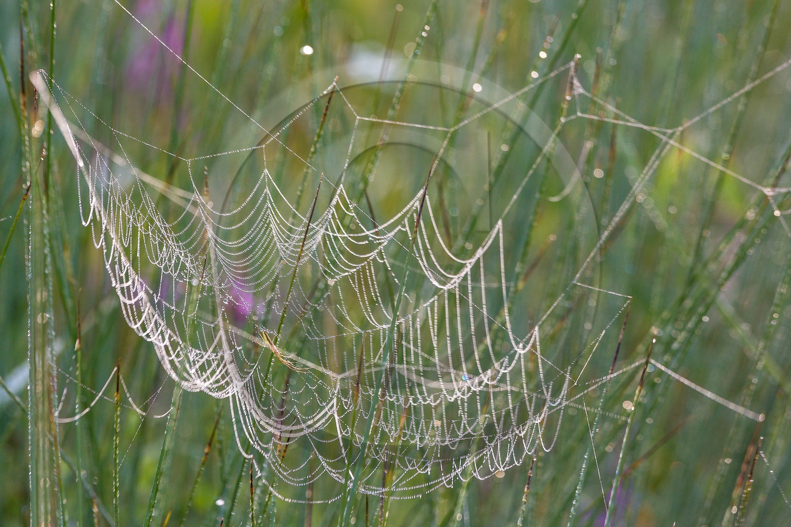 ENS de l'Isère, étang de Mai