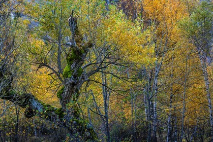 Vallée de la Bonne, village Le Désert