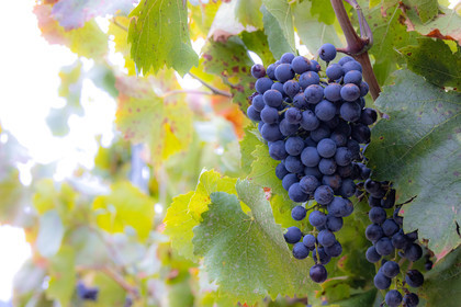 Domaine du Mont Guillaume, cépage le Mollard