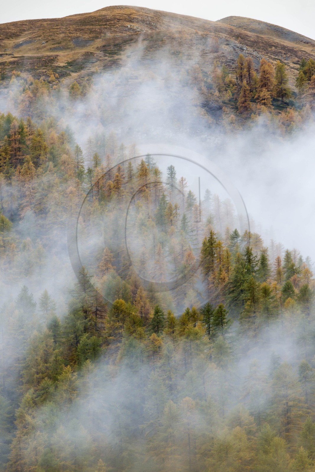 Vallée de la Tinée, mélezein