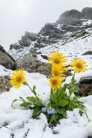 Doronic à grandes fleurs, Doronicum grandiflorum