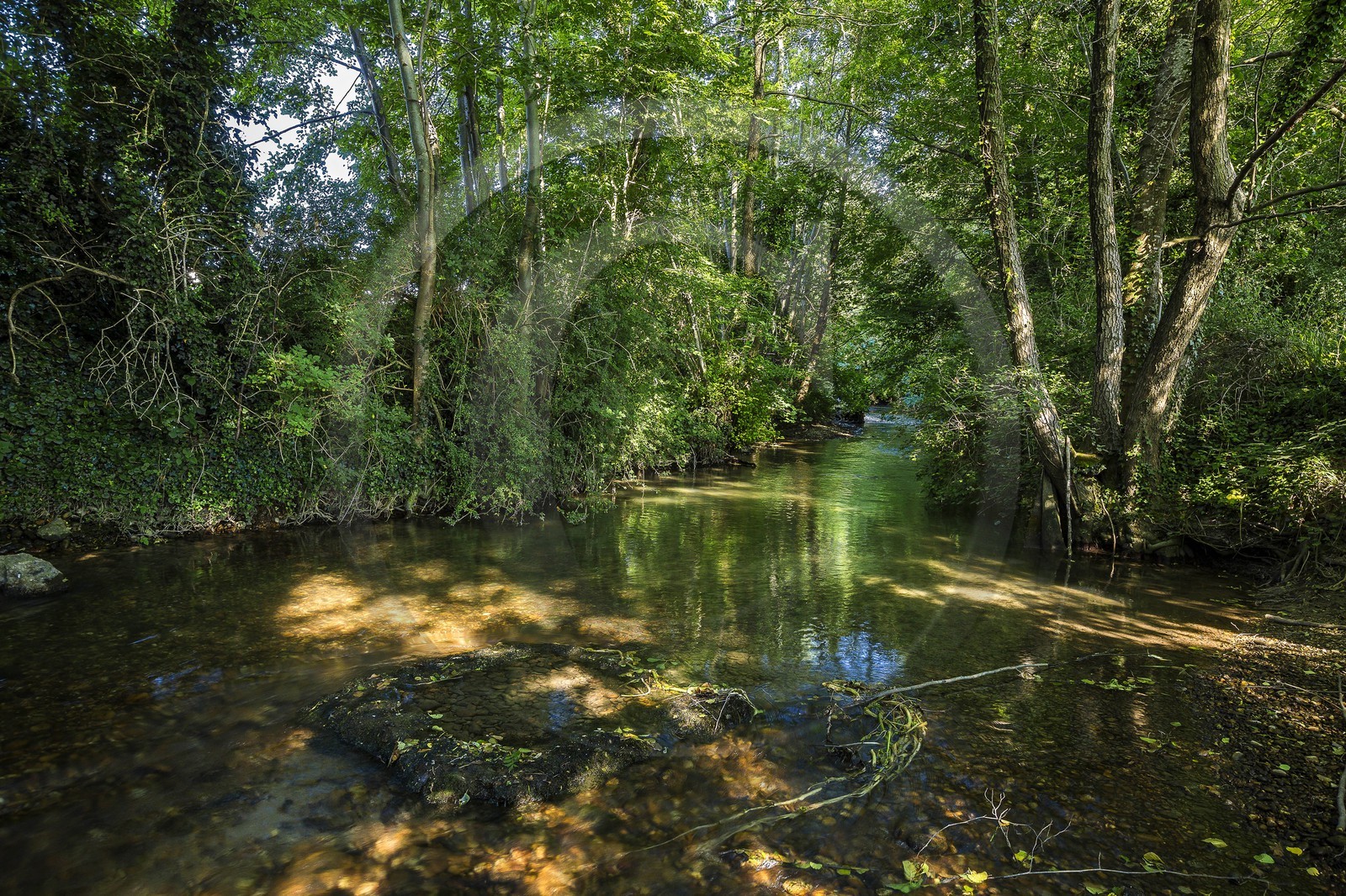 ENS de l'Isère, Zone humide de la Merlière