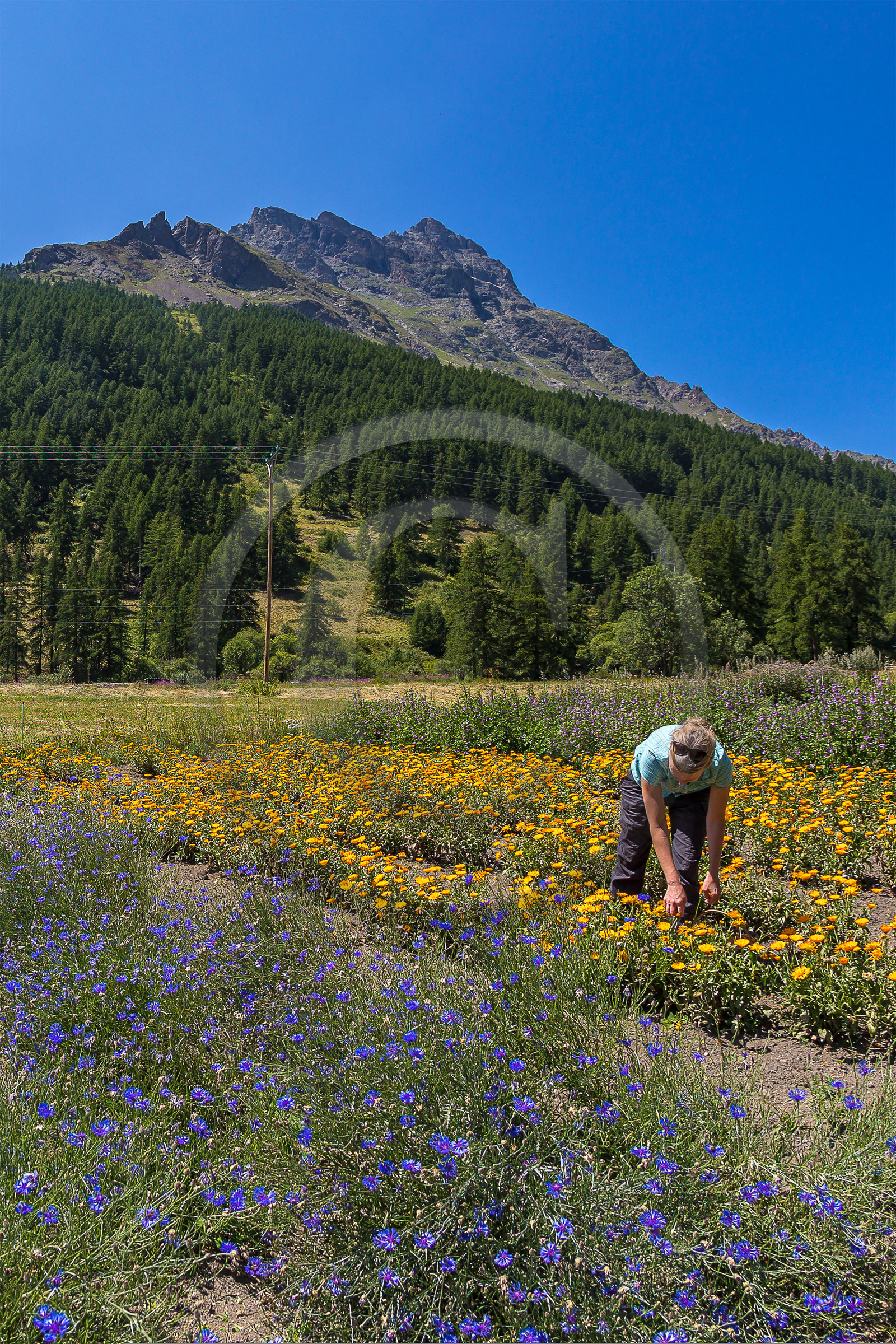 Les cueillettes du Lauzet