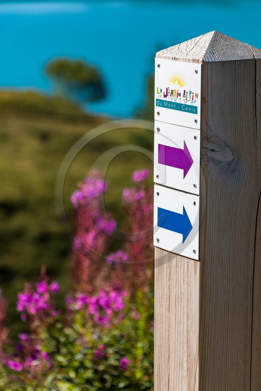 Jardin alpin du Mont-Cenis