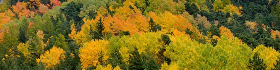Forêt automne