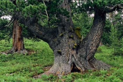 Bois des Ayes, Pin cembro