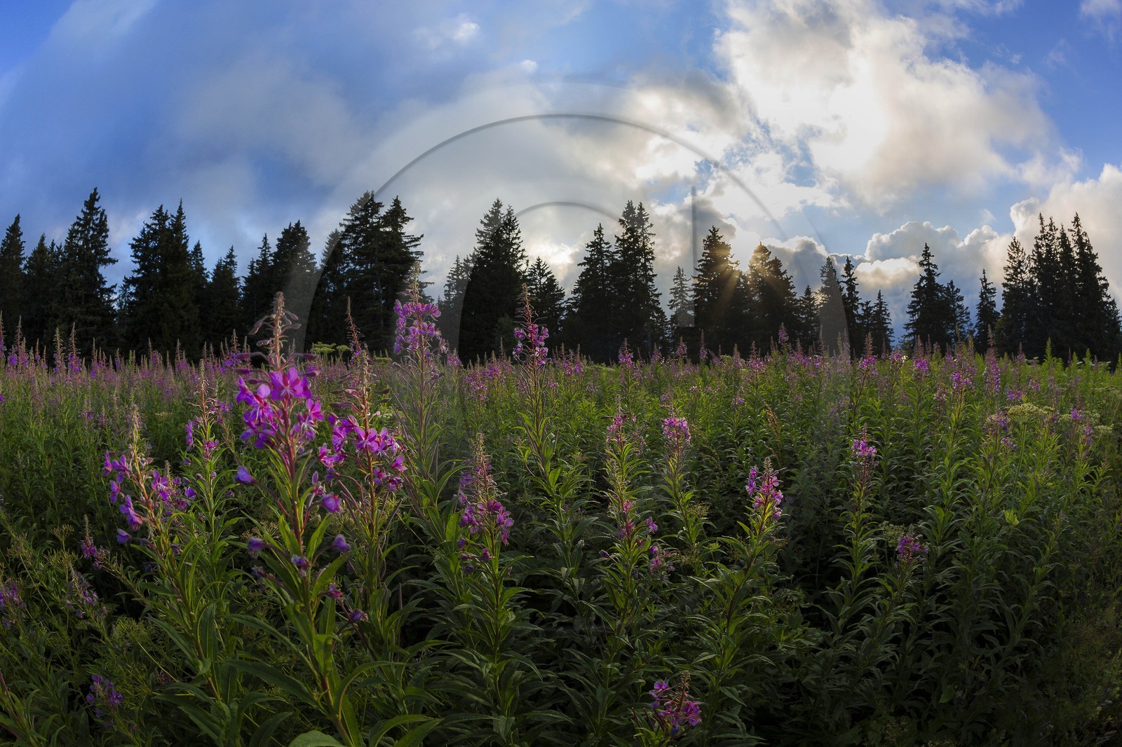 ENS de l'Isère, Plateau de la Molière et du Sornin