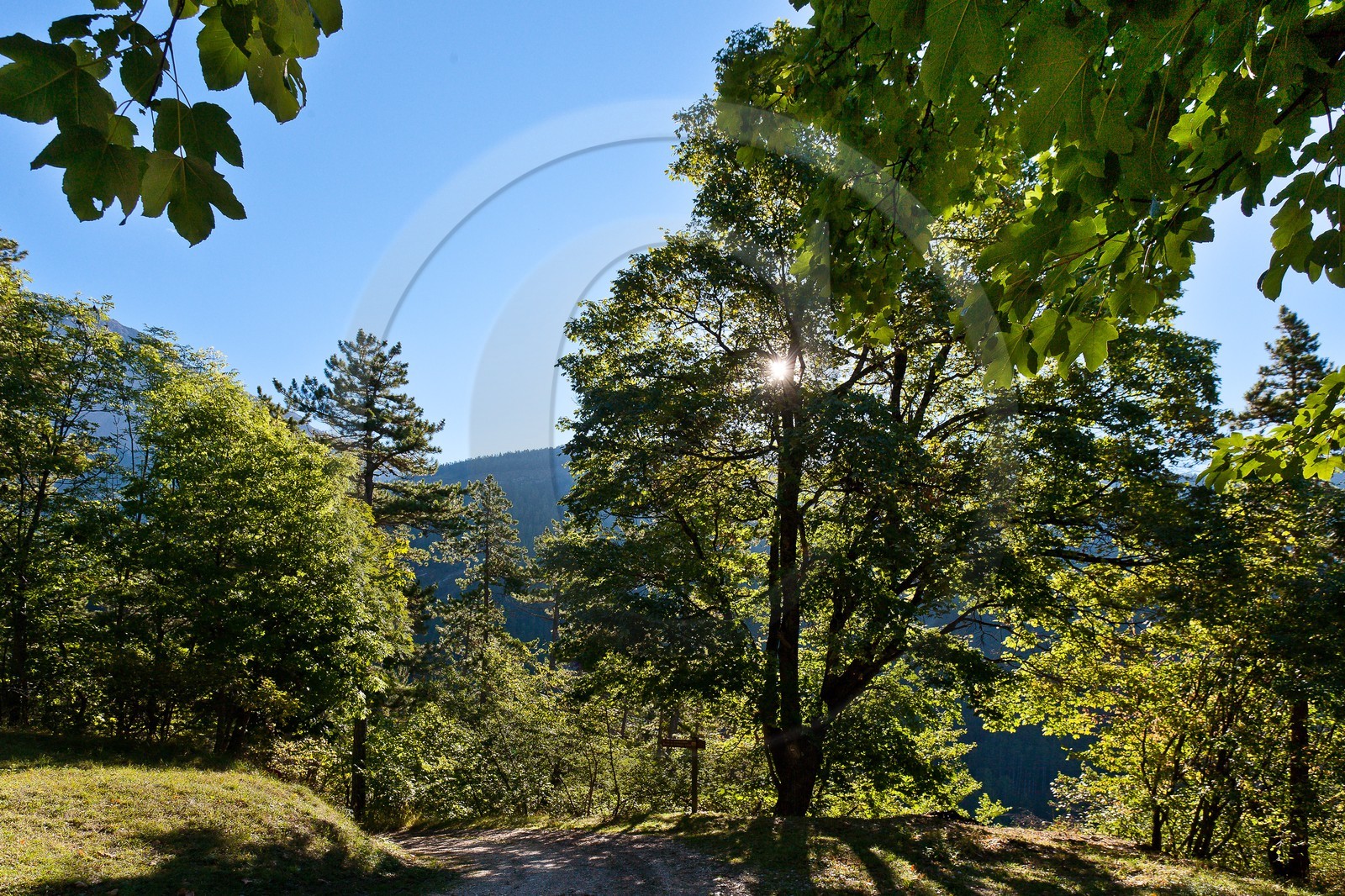 Forêt domaniale des Sauvas