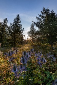 Chardon Bleu, Panicaut des Alpes, Eryngium alpinum