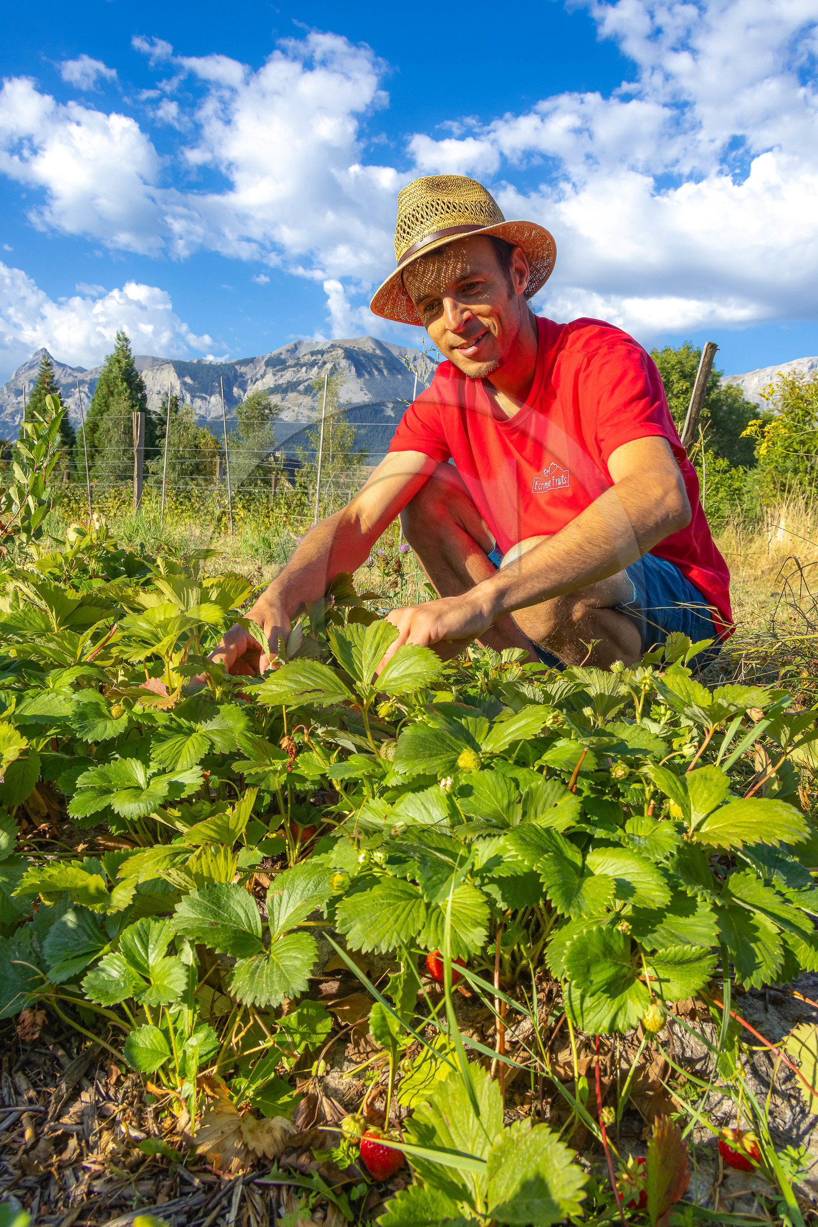 Ecrins de fruits, producteur de fruits rouges