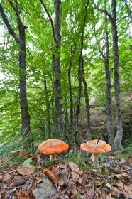 Parc national des Cévennes, Champignon Amanite tue-mouches, Amanita muscaria