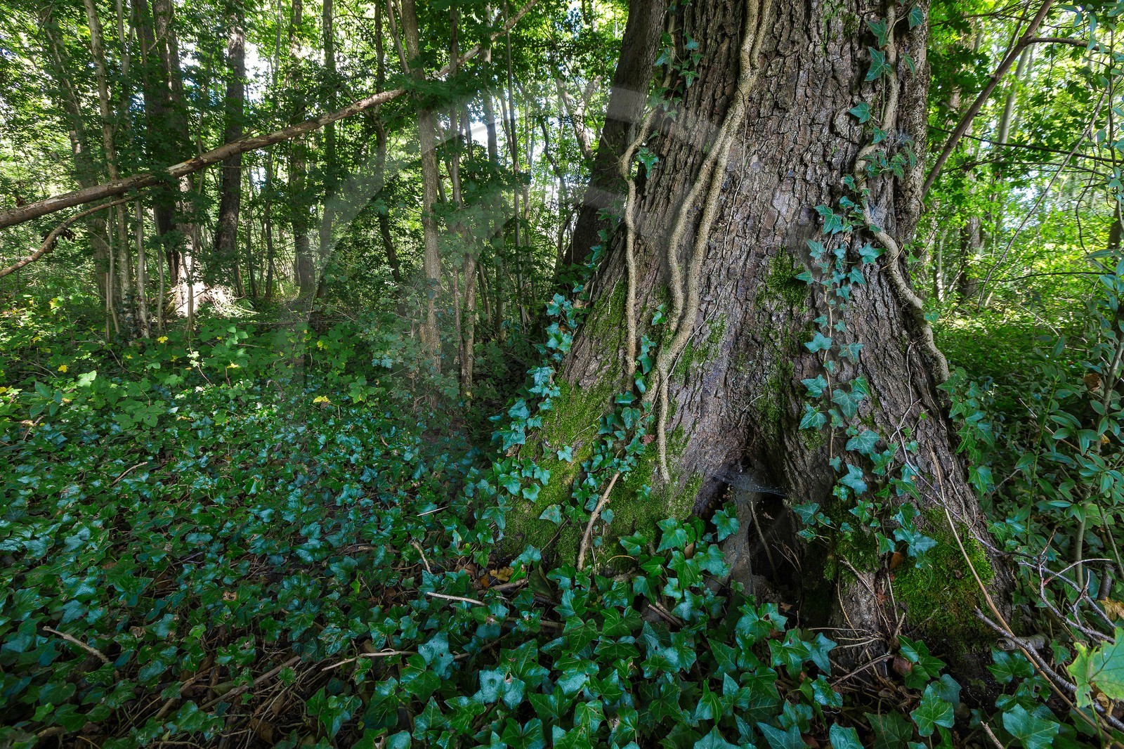 ENS de l'Isère, Boucle des Moïles