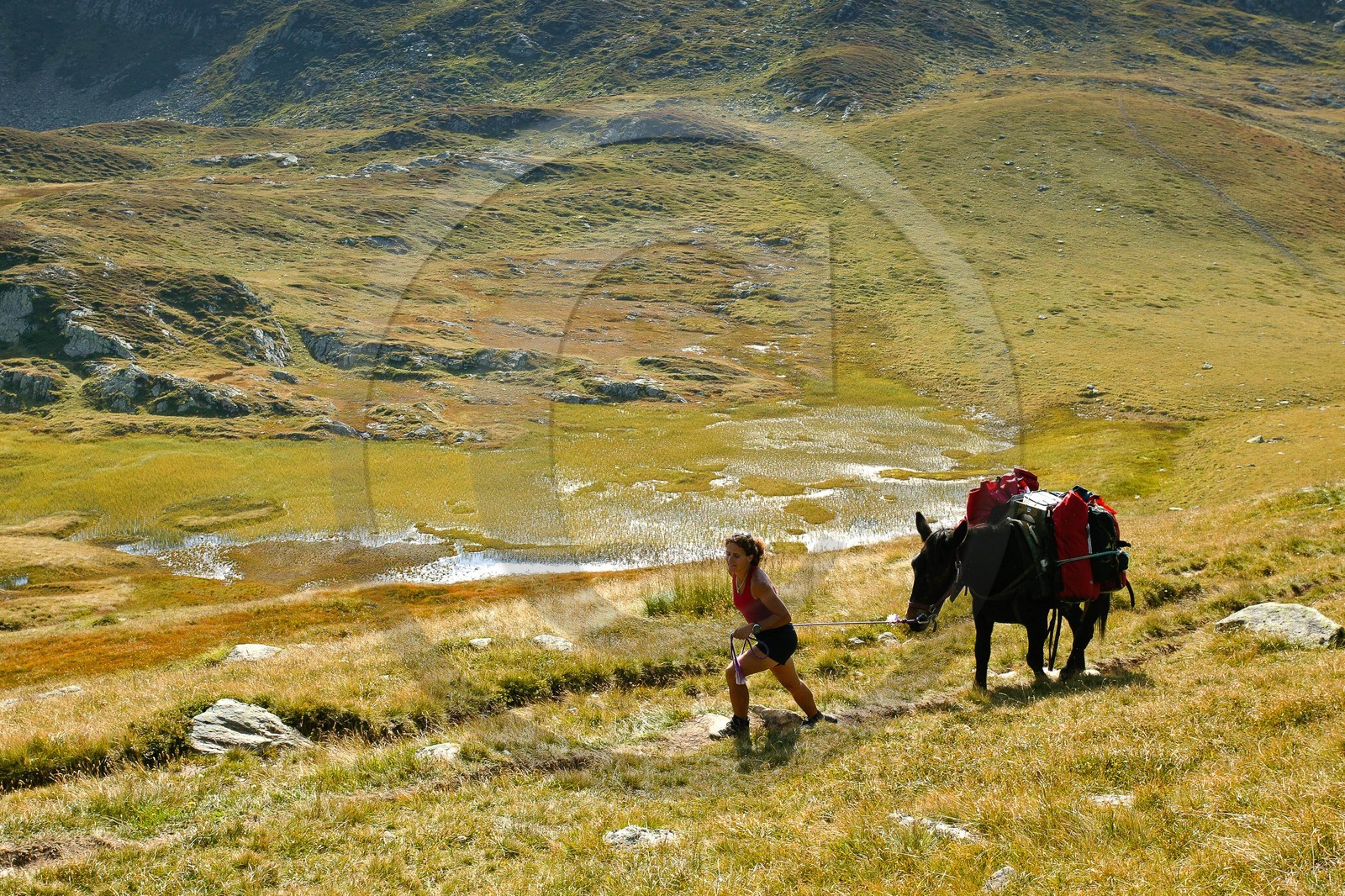 Réserve naturelle de Carlaveyron, col de Bellachat, randonnée avec portage par cheval