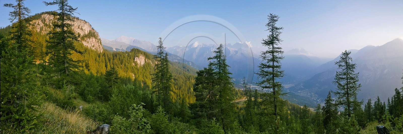 Mélezein du Col de la Pousterle