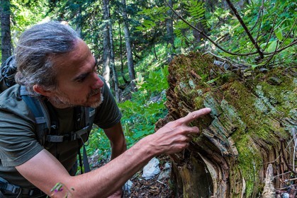 Bois du Chapitre, forêt domaniale de Gap-Chaudun