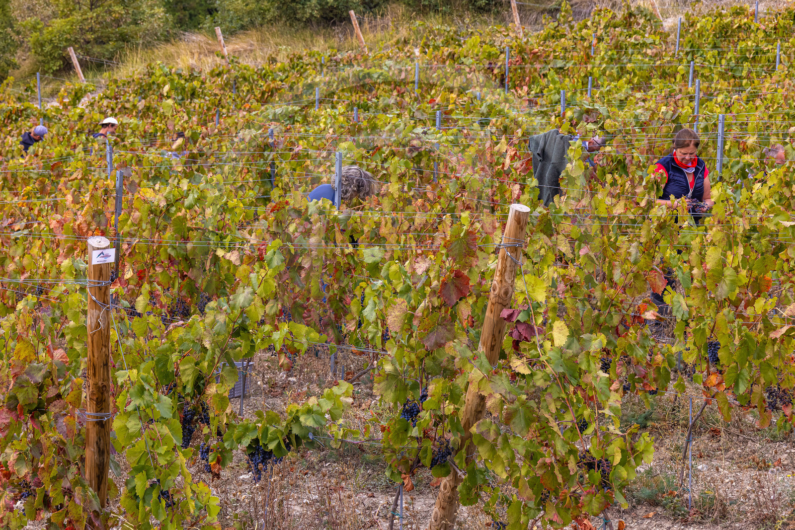 Domaine du Mont Guillaume