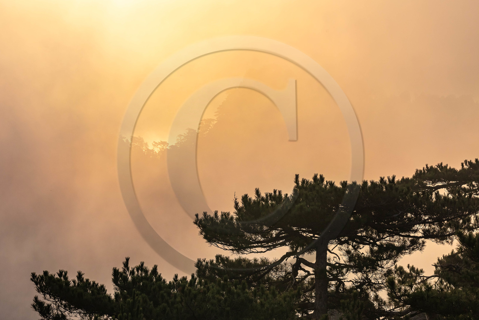 Les Aiguilles de Bavella (forchi di Bavedda )