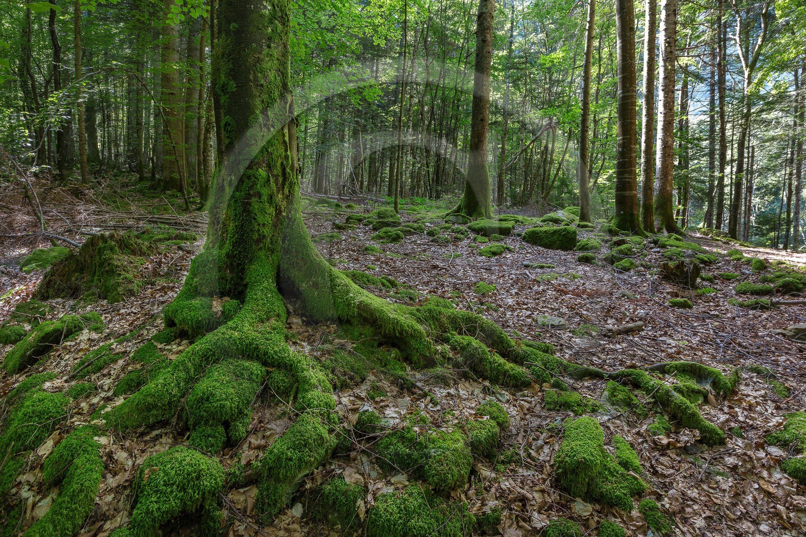 ENS de l'Isère,Tourbières du Peuil