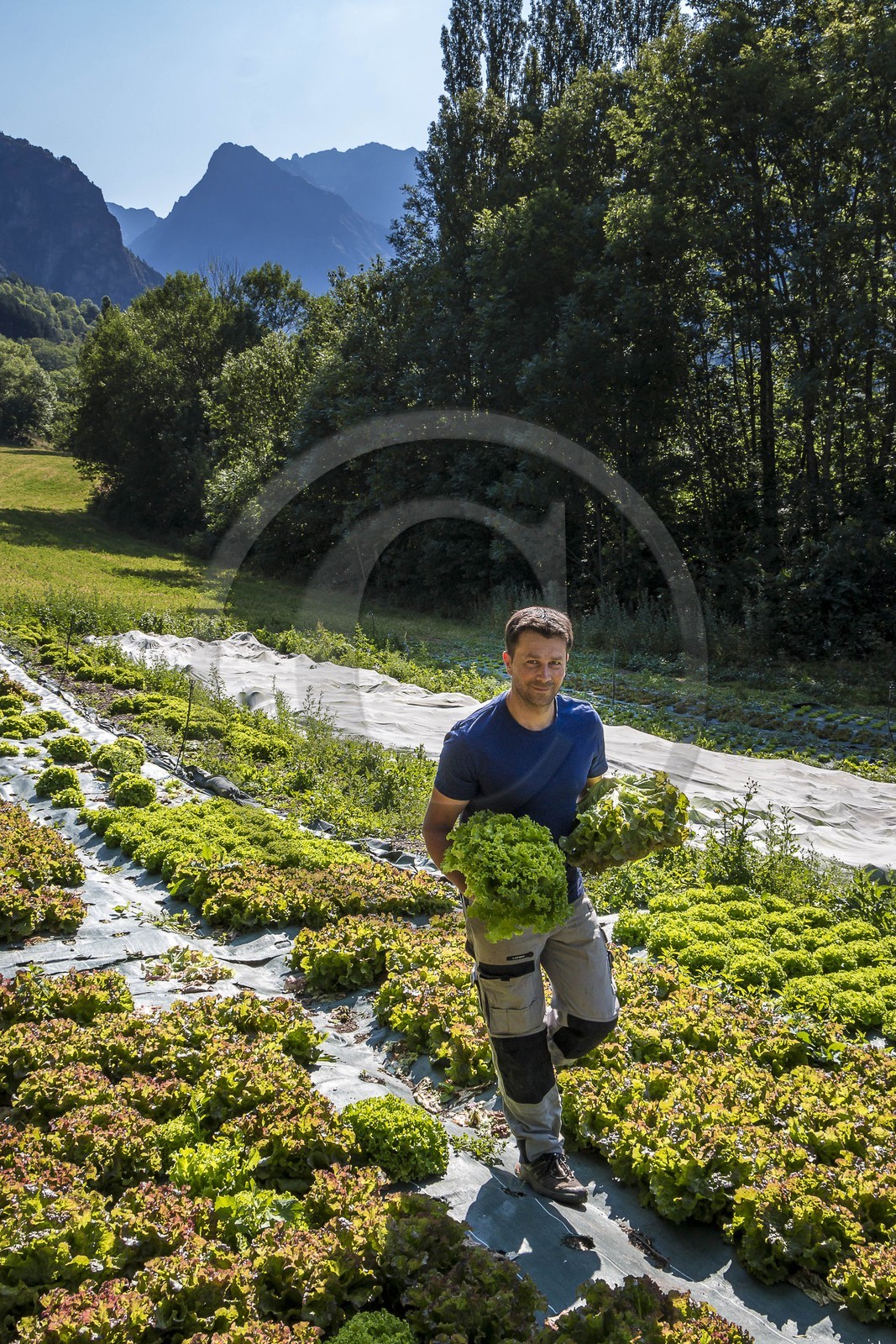 Vallée du Champsaur, Joubert Eric, maraîcher