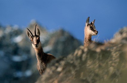 Chamois, Rupicapra rupicapra