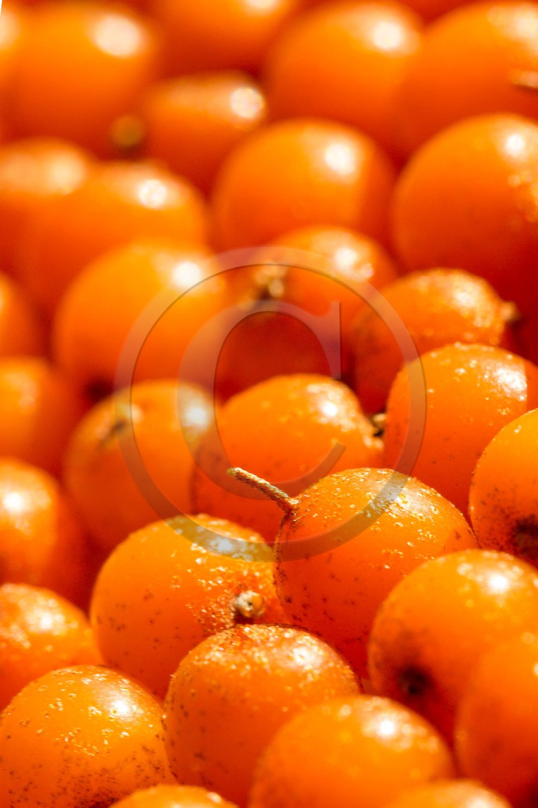 David Viveau agriculteur, producteur de baies d'argousier