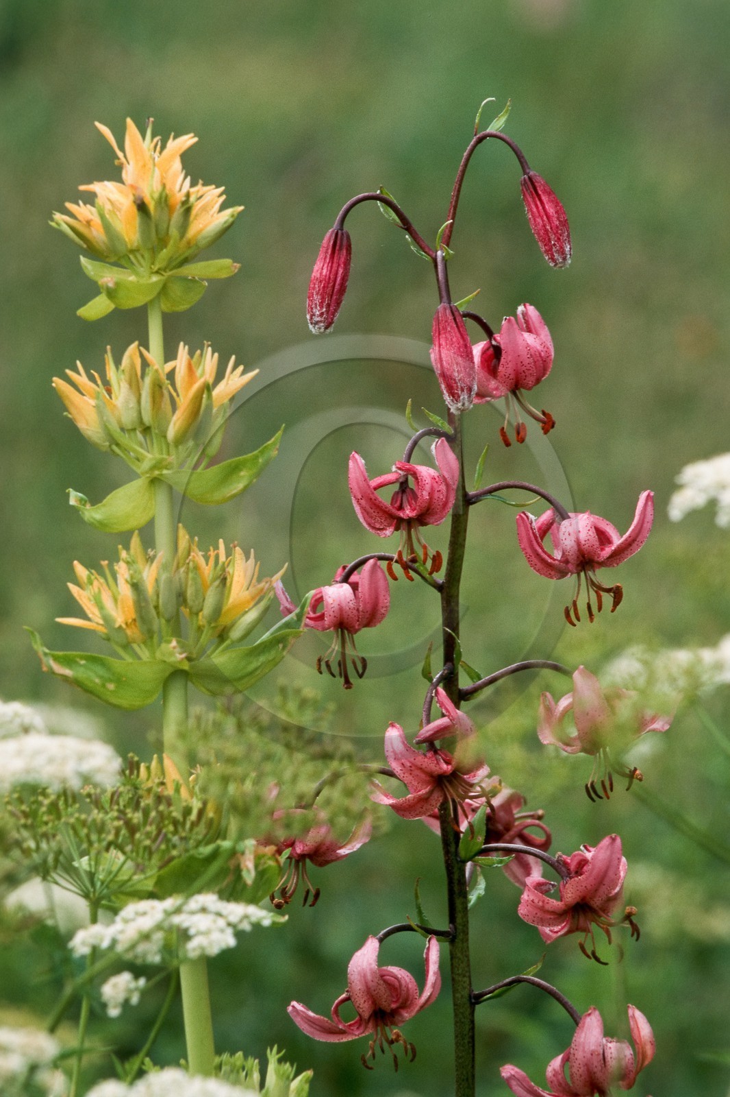 Lis martagon, Lilium martagon