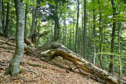 Bois du Chapitre