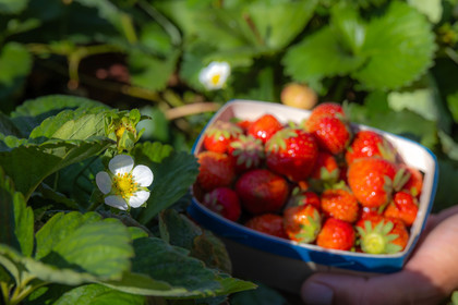Ecrins de fruits, producteur de fruits rouges