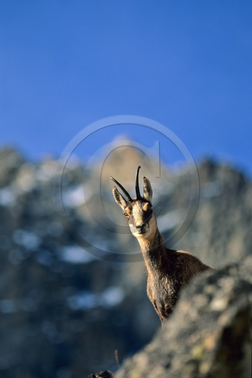 Chamois, Rupicapra rupicapra