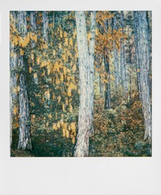Exposition Arbres et petites forêts, éloge de la biodiversité