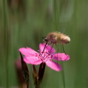 Oeillet deltoide, Dianthus deltoides