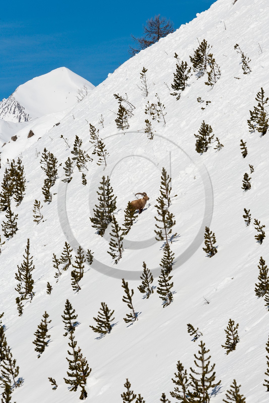 Bouquetin, ou bouquetin des Alpes (Capra ibex)