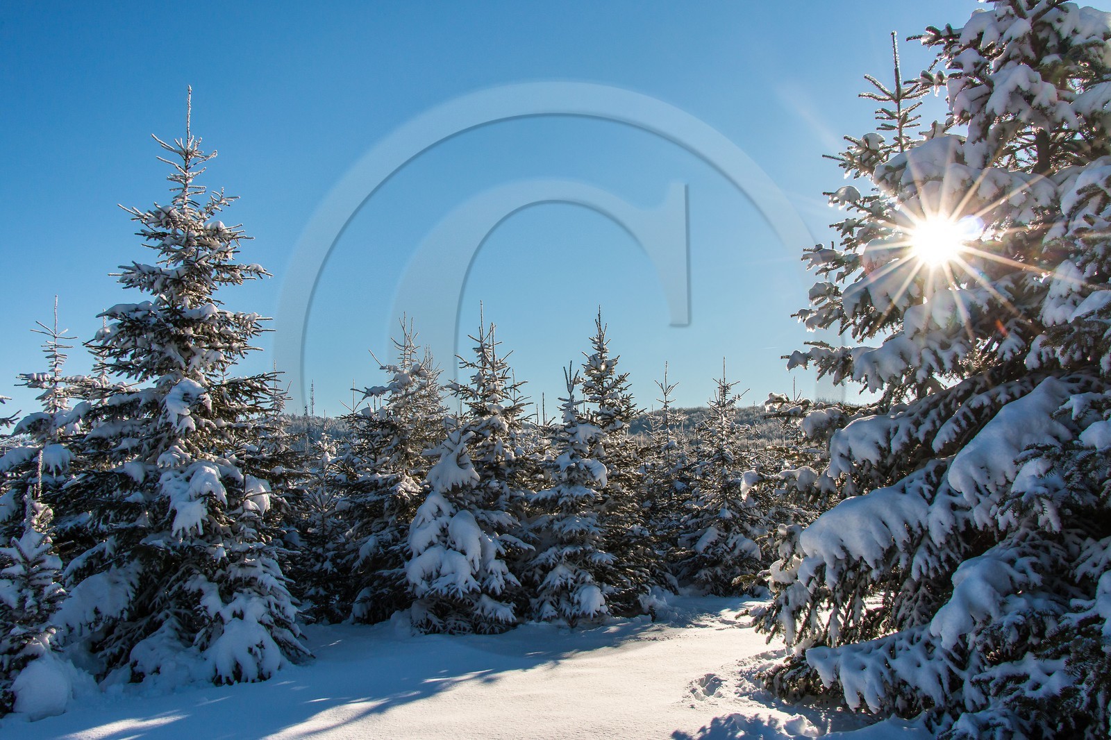 Pépinière Robin, producteur de sapin de Noël