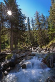 Bois des Ayes, Pin cembro