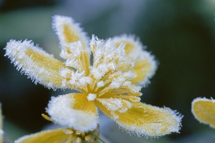 Populage des marais, Caltha palustris